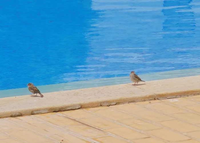 Eulalia With Pool And 5 Minutes From The Lejlighed